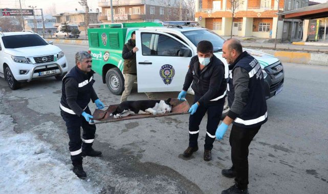 Van&#039;da başıboş dolaşan pitbull koruma altına alındı