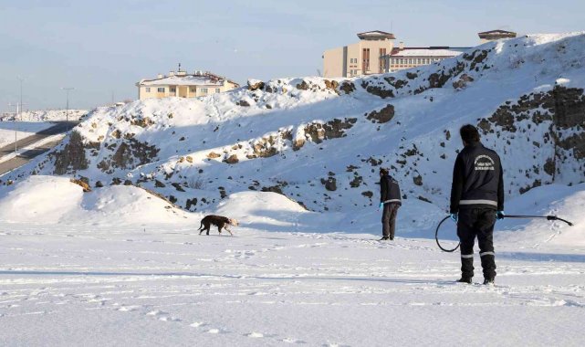 Van'da sahipsiz pitbull cinsi köpek koruma altına alındı