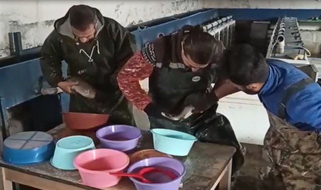 Van&#039;daki balık çiftliklerinde alabalık sağımı