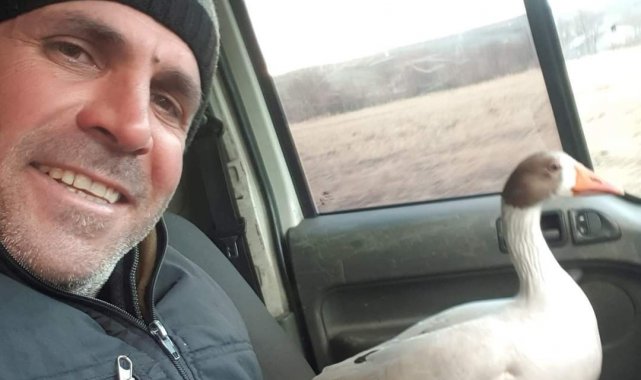 Vatandaşın yolda bulduğu ve aracına aldığı kaz ile şiveli diyaloğu güldürdü