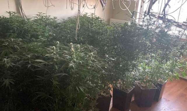 Villaya kaçak elektrik çekip, uyuşturucu serası kurmuşlar