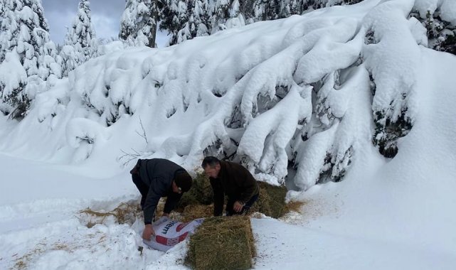Yaban hayata kilolarca yem bırakıldı