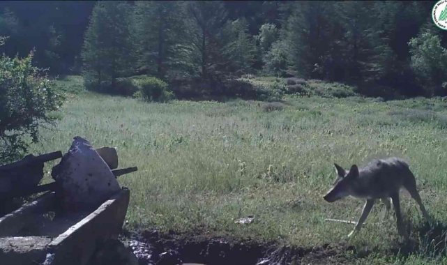 Yaban hayatı foto kapana yansıdı