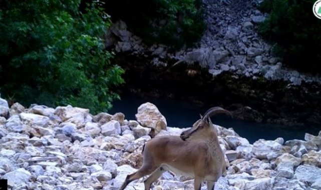 Yaban hayatından görüntüler fotokapana yansıdı