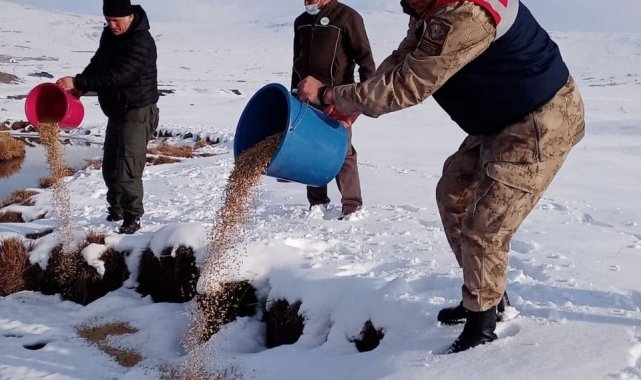 Yaban hayvanları için doğaya yem bırakıldı