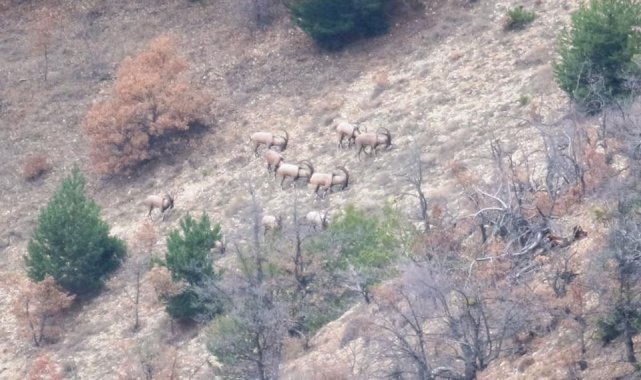Yaban keçileri doğal yaşam alanlarında görüntülendi