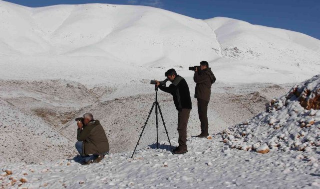 Yaban keçilerinin envanteri çıkartılıyor