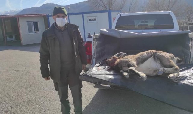 Yaban keçisi avlayan 3 kaçak avcı yakalandı