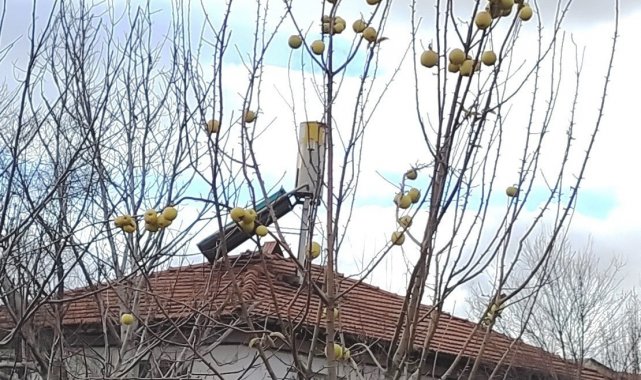 Yaprağı dökülmüş elma ağacındaki elmalar ilgi odağı