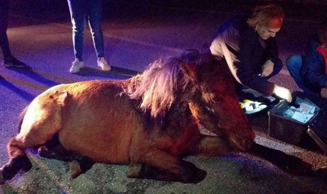 Yaralı at için seferber oldular