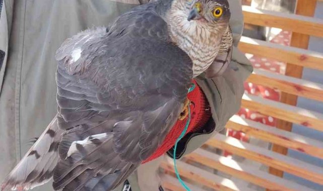 Yaralı atmaca muhtarlığa teslim edildi