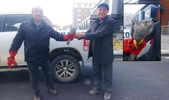 Yaralı atmaca tedavi altına alındı