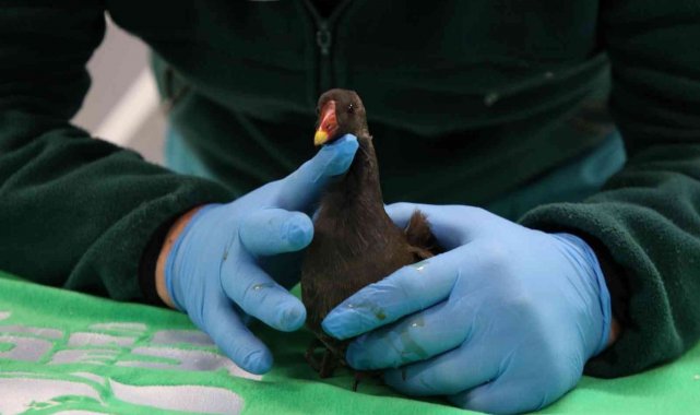 Yaralı bulunan su tavuğu koruma altına alındı