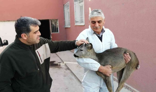 Yaralı bulunan yavru karaca tedavi altına alındı
