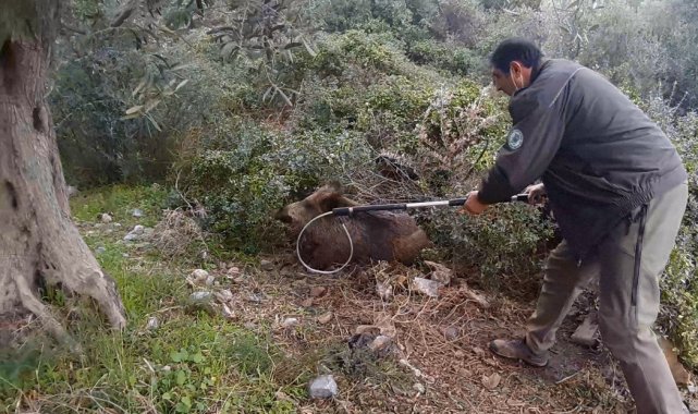 Yaralı domuz, duyarlı vatandaşın dikkati sayesinde kurtarıldı