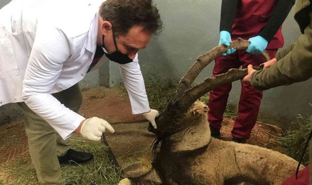 Yaralı halde bulunan dağ keçisi tedavi altına alındı