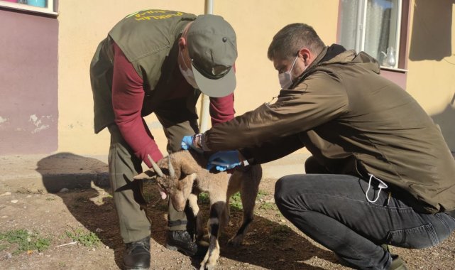 Yaralı halde bulunan koruma altındaki yaban keçisi tedavi altına alındı