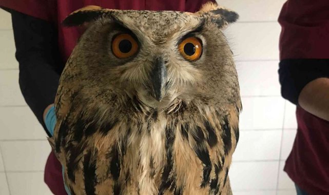 Yaralı halde bulunan kulaklı orman baykuşları tedavi altına alındı