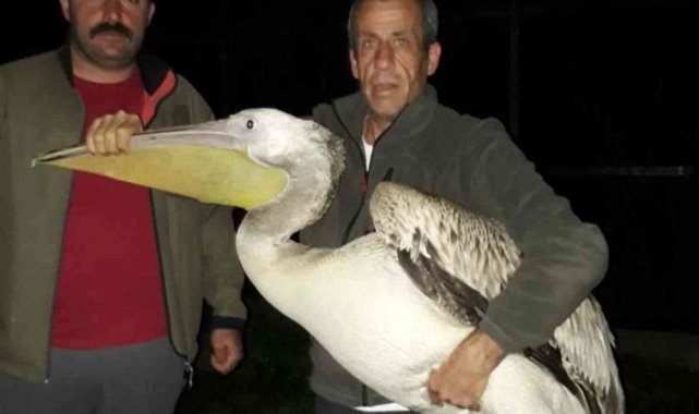 Yaralı halde bulunan pelikan tedavi altına alındı