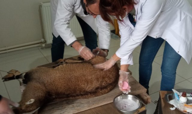 Yaralı halde bulunan yaban keçisi korumaya alındı
