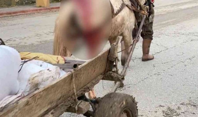 Yaralı haldeki at yük arabasını çekmekte zorlandı, vatandaşlar tepki gösterdi