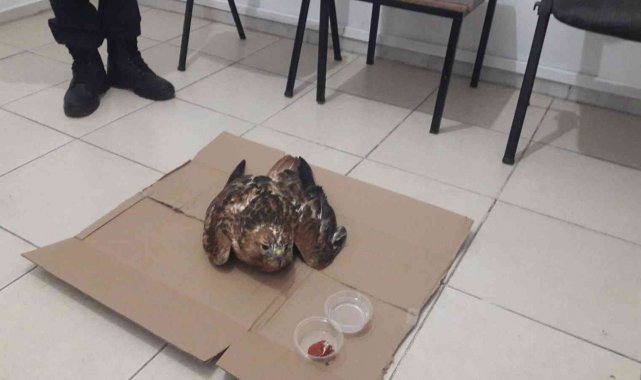 Yaralı hayvanların imdadına jandarma yetişti