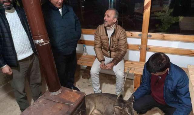 Yaralı karacaya köylüler sahip çıktı