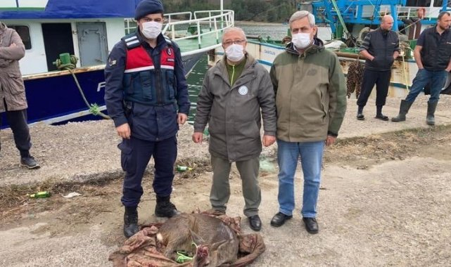 Yaralı karacayı jandarma ekipleri kurtardı