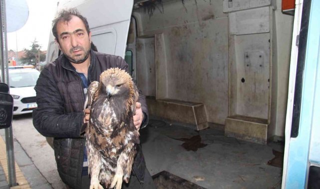 Yaralı kartala Bünyan Belediyesi sahip çıktı