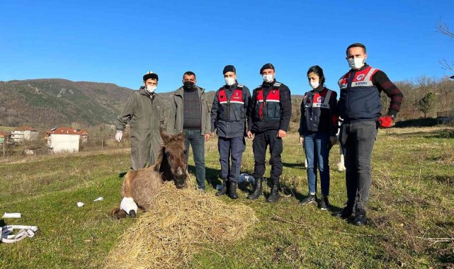 Yaralı katırlara jandarmadan şefkat eli