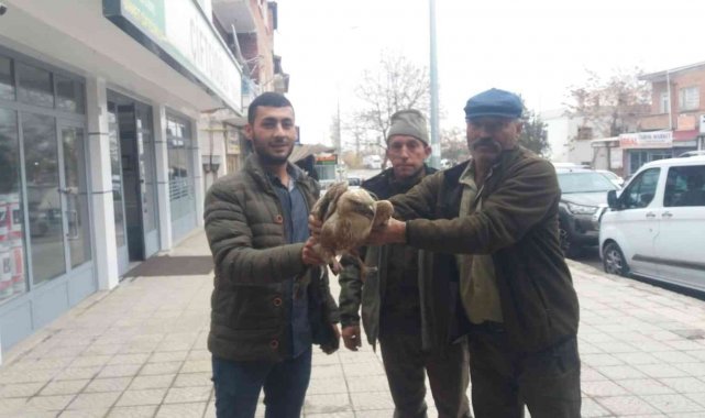 Yaralı kızıl şahinler tedavi altına alındı