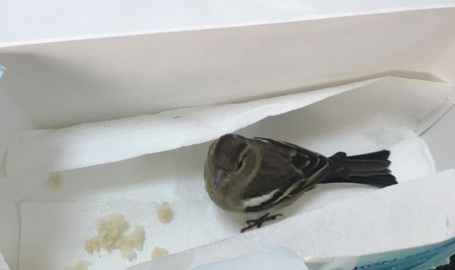 Yaralı kuşun yardımına polis memuru koştu