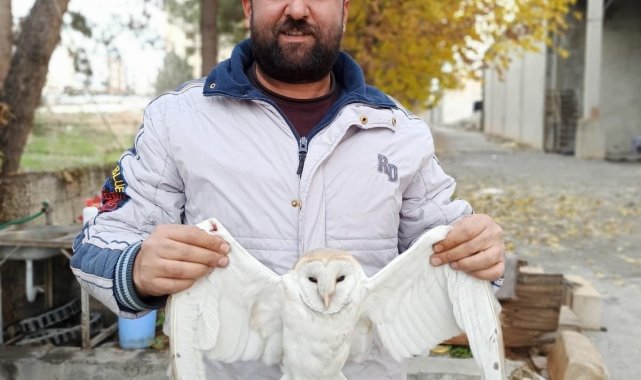 Yaralı peçeli baykuş tedavi altına alındı
