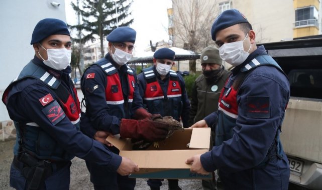 Yaralı şahin tedavi altına alındı