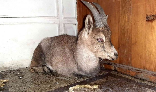 Yaralı yavru yaban keçisi koruma altına alındı