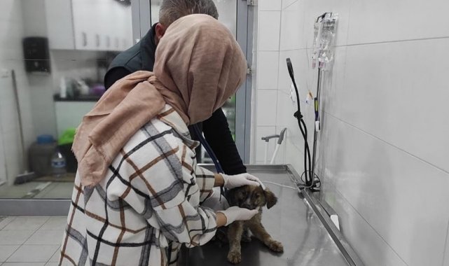 Yaralı yavruya belediye ekipleri sahip çıktı