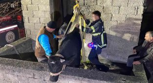 Yaramaz tosun balkonda mahsur kaldı