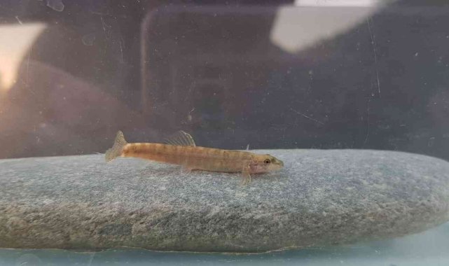 Yarım asırdır görülmeyen balık türü Batman'da görüldü