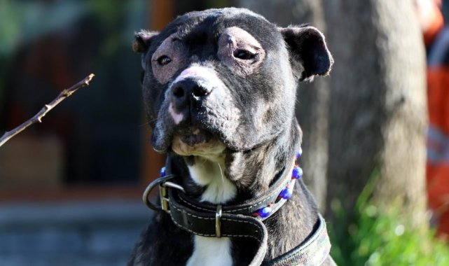 Yasak ırklar için son gün 14 Ocak