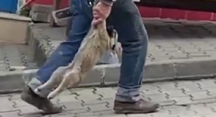 Yavru köpeği patisini sarkıtarak taşıyan belediye işçisinin mazereti: Yorgunmuş!