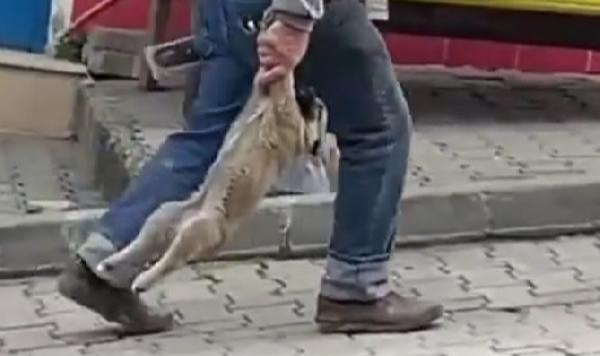 Yavru köpeği patisini sarkıtarak taşıyan belediye işçisinin mazereti: Yorgunmuş!