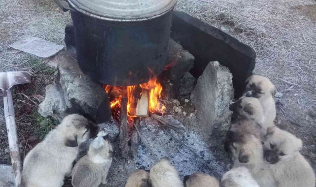 Yavru köpekler ocak ateşinde ısındılar