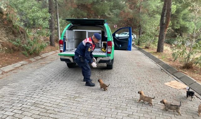 Yavru köpeklere jandarma şefkati