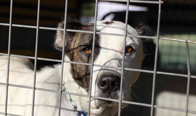 Yeni bir pitbull saldırı vakasını okul müdür yardımcısının dikkati önledi