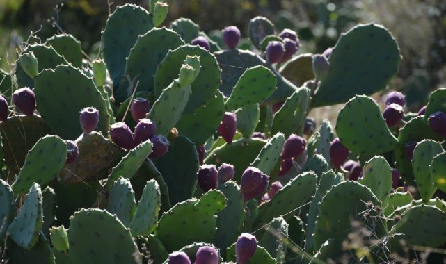 Yer inciri şifa dağıtıyor