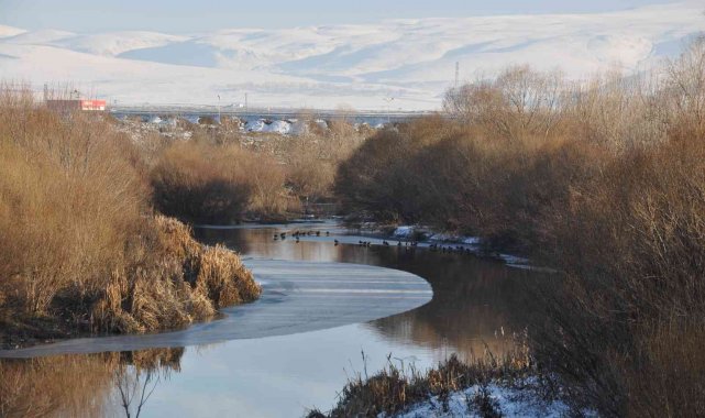 Yeşilbaş ördekler kampüs içindeki çayı mesken tuttu