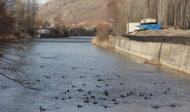 Yeşilbaşlı gövel ördekler Çoruh Nehrini renklendiriyor