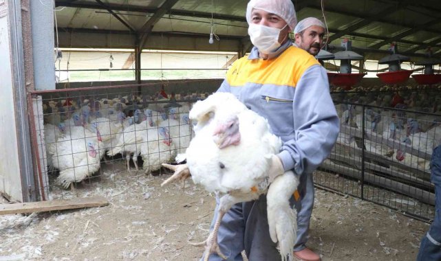 Yılbaşı hindileri sofralarda yerini almaya hazırlanıyor
