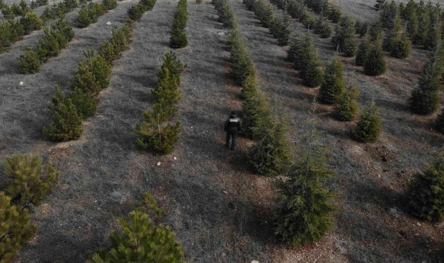 Yılbaşı öncesi çam ağaçlarına özel koruma