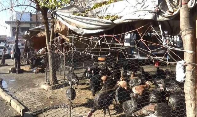 Yılbaşı öncesi hindiler de stokçulardan nasibini aldı